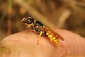22 bijenwof Philanthus triangulum f Stalberg De Hamert_resize